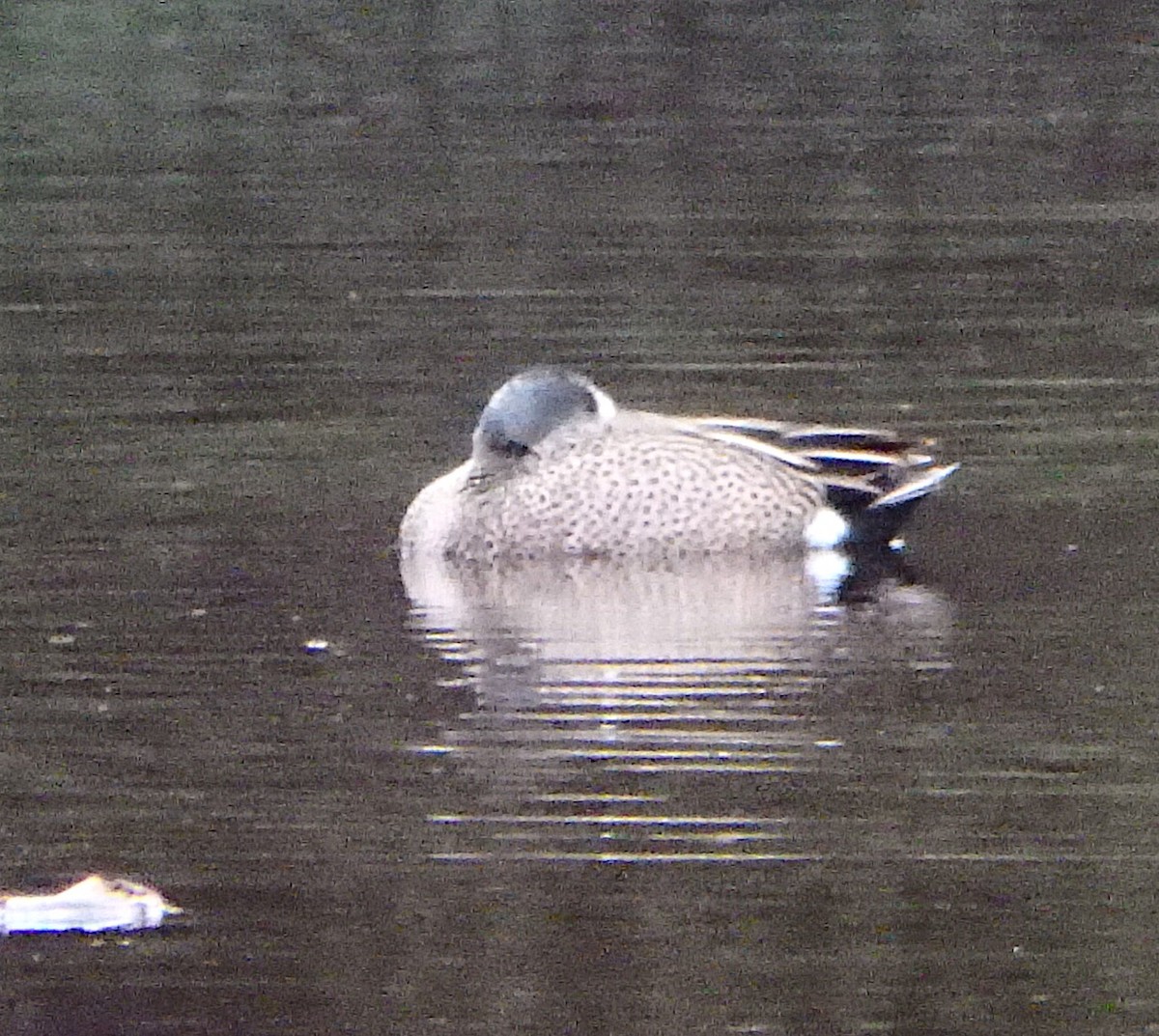 Blue-winged Teal - ML99858711