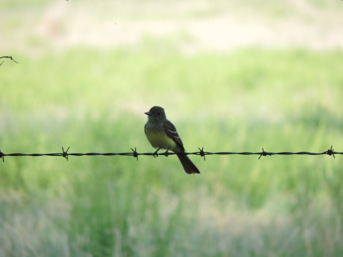 Great Crested Flycatcher - ML99859461