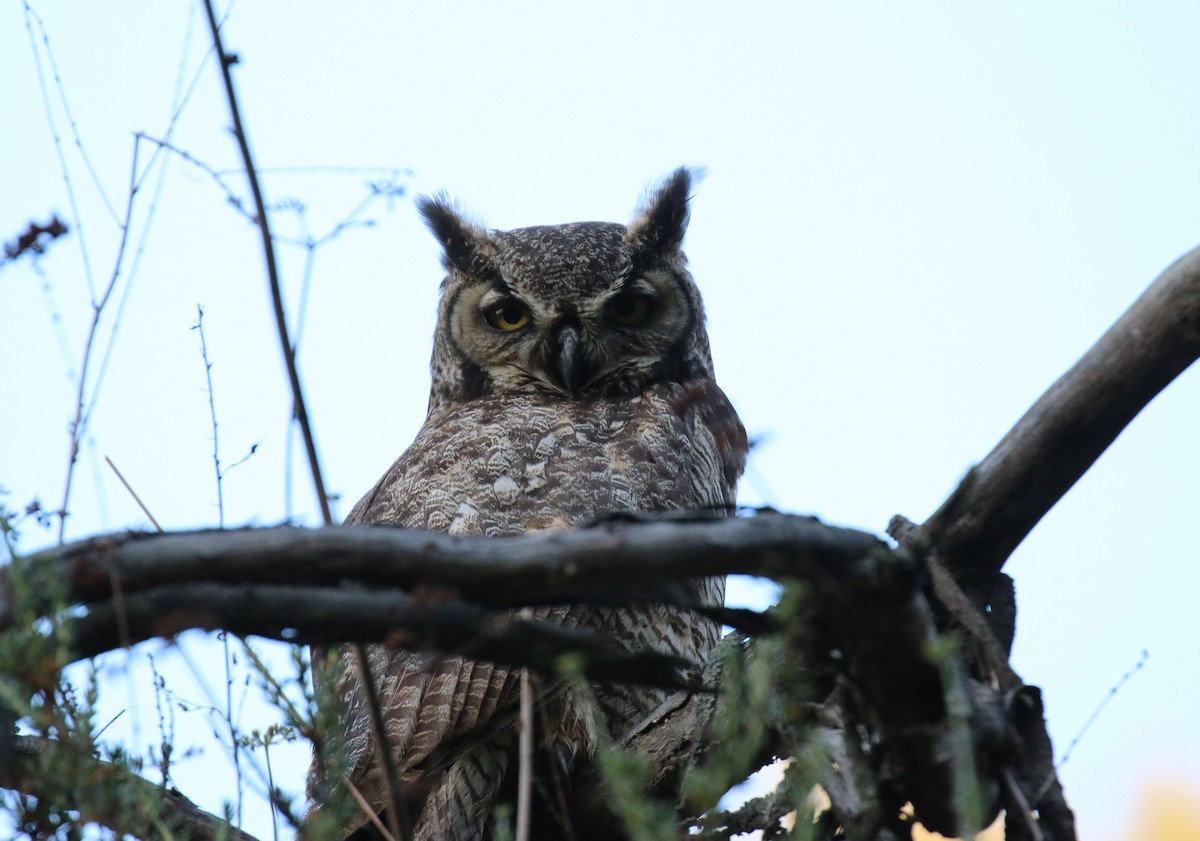 Great Horned Owl - ML99863451