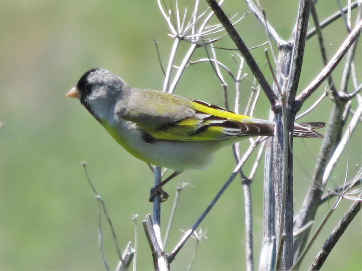 Lawrence's Goldfinch - Kent Forward