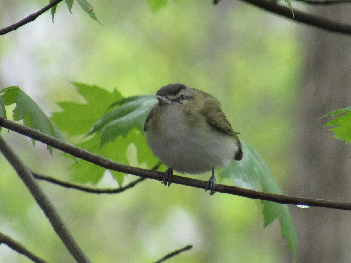 Red-eyed Vireo - Rhiannon Thunell