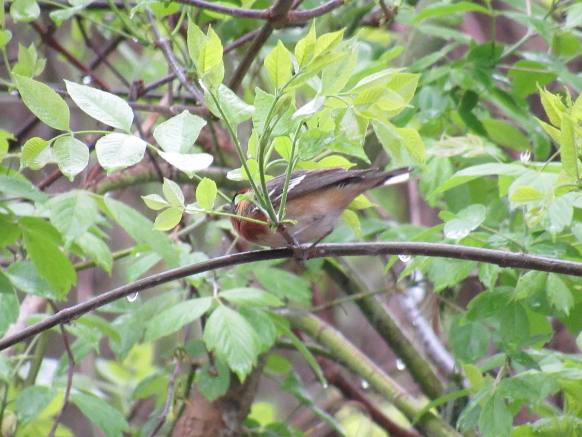 Bay-breasted Warbler - Rhiannon Thunell