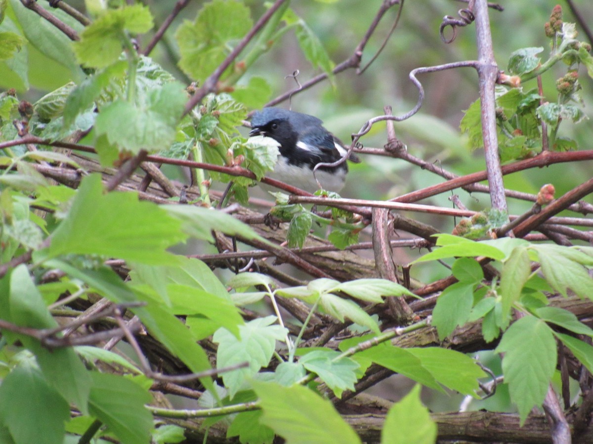 Black-throated Blue Warbler - Rhiannon Thunell