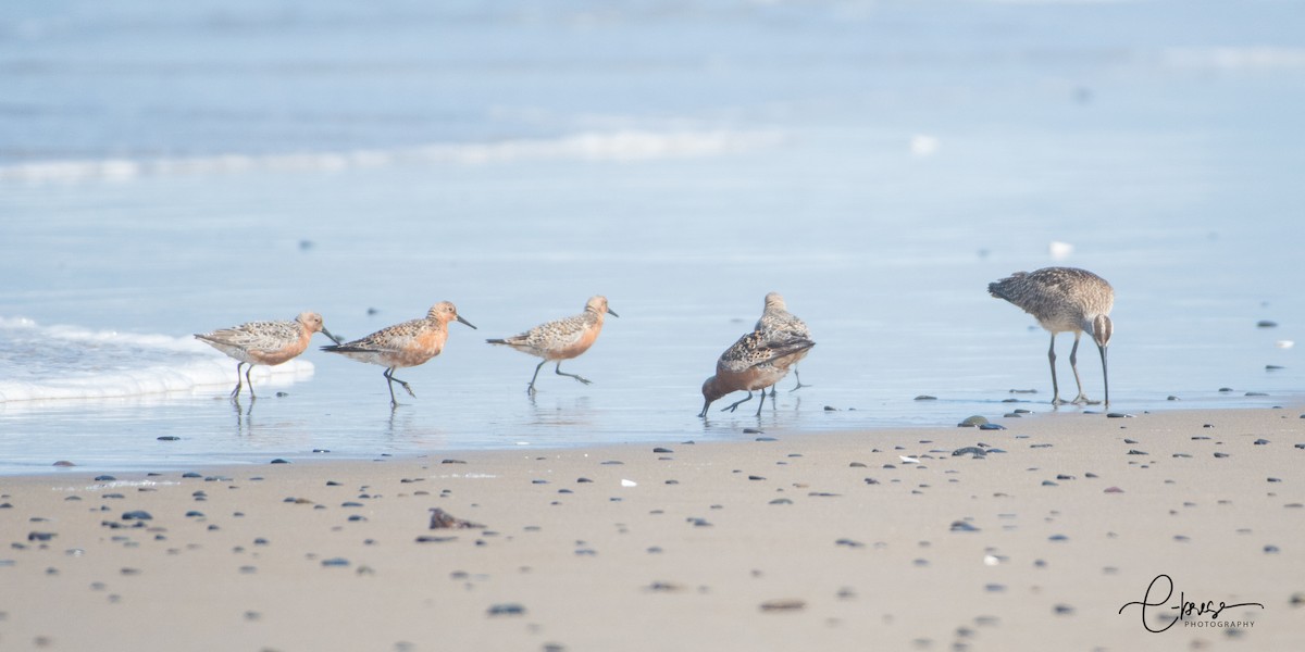 Red Knot - ML99872611