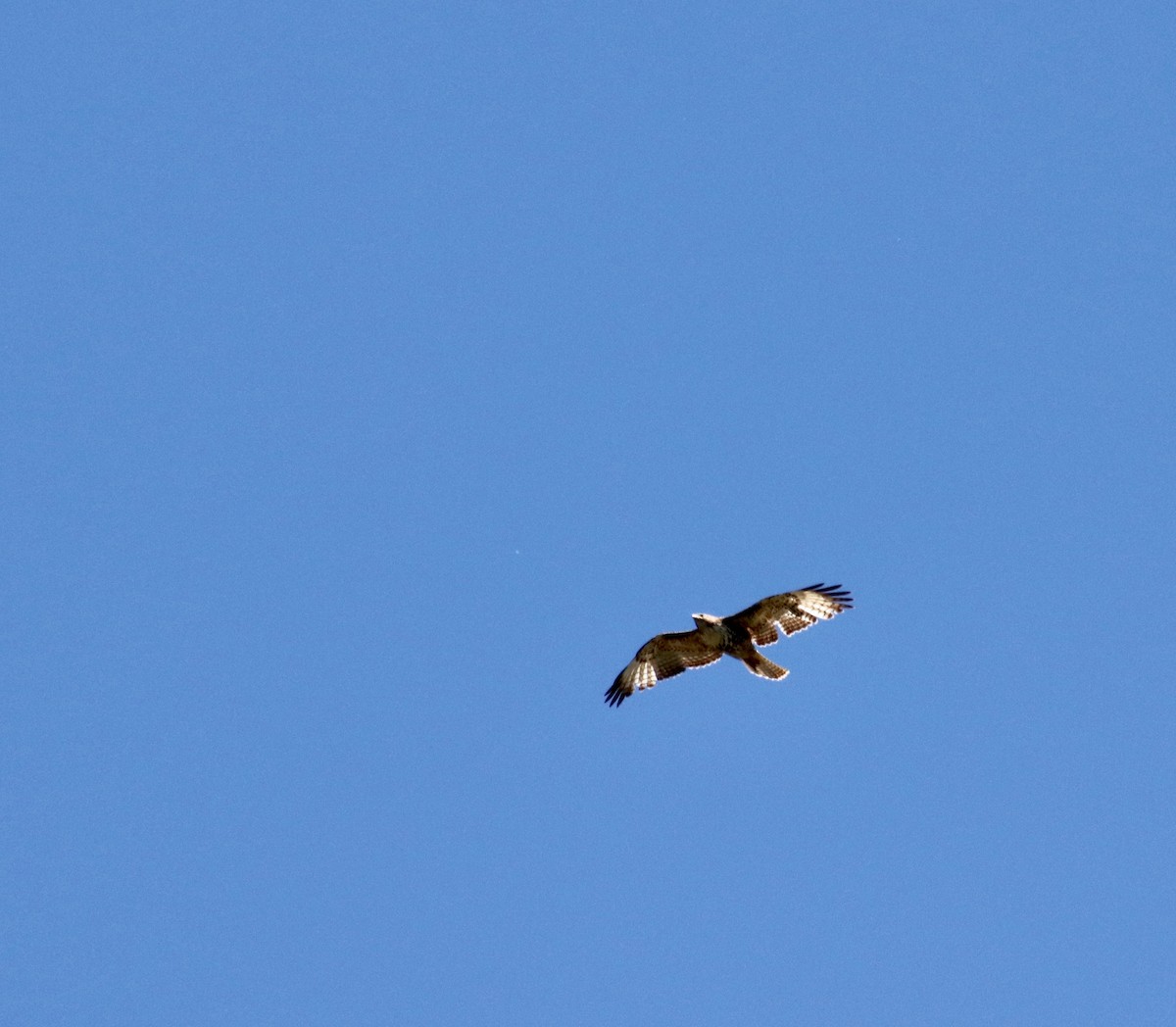Red-tailed Hawk - ML99874961
