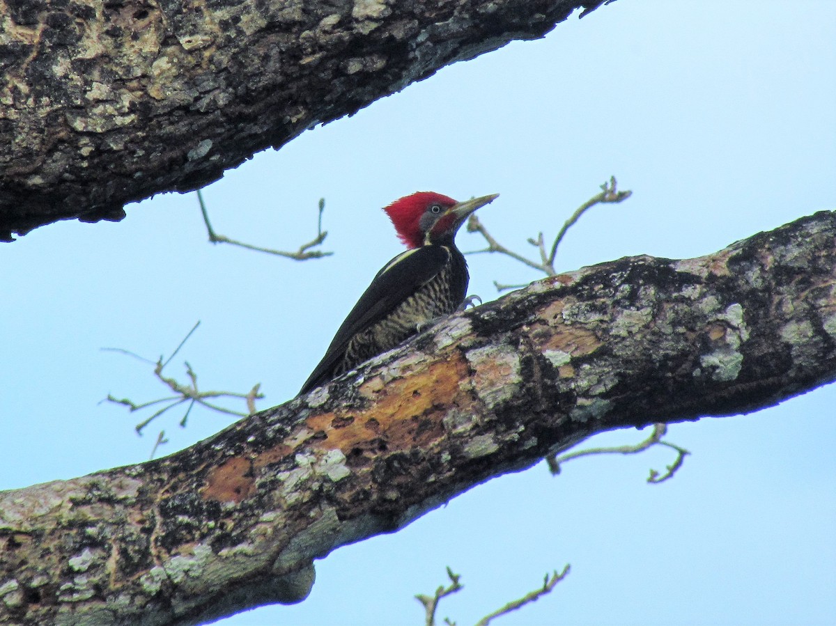 Lineated Woodpecker - Mike Cowlard