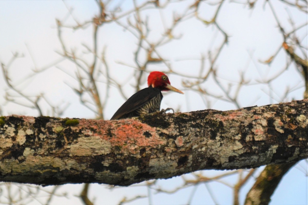 Pale-billed Woodpecker - ML99877591