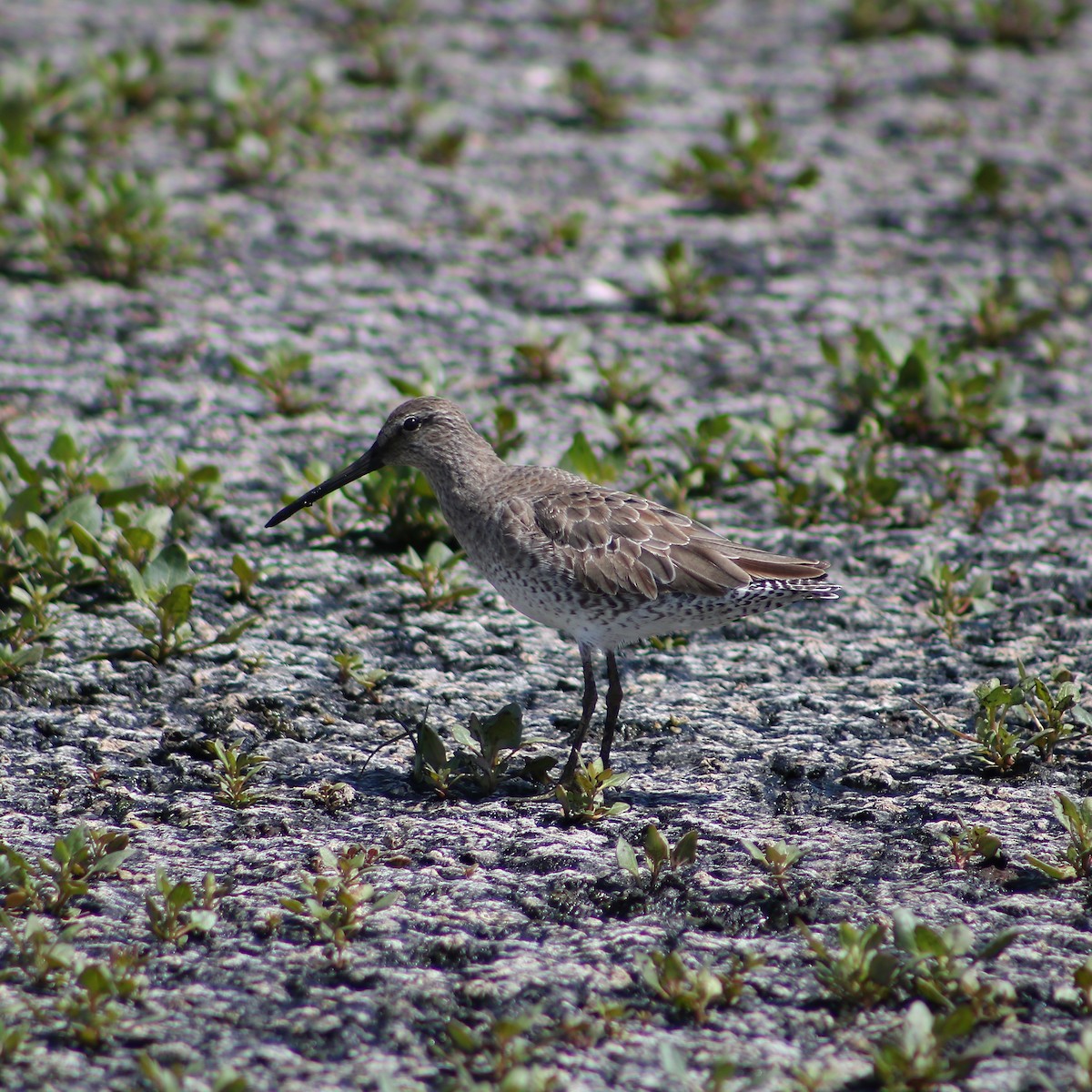 Long-billed Dowitcher - ML99877691