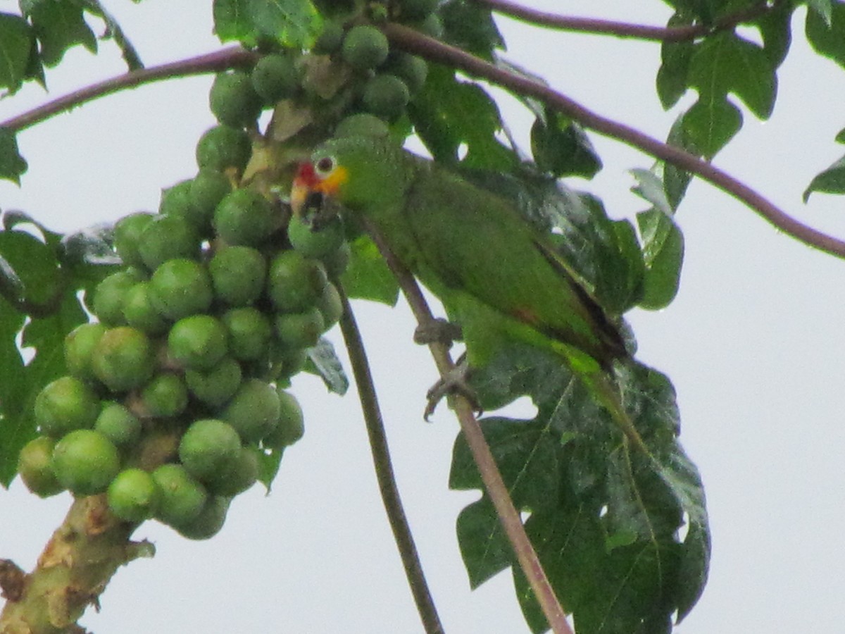 Red-lored Parrot (Red-lored) - ML99877781