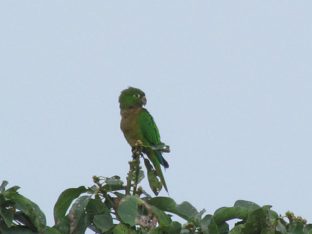 Olive-throated Parakeet (Aztec) - Mike Cowlard