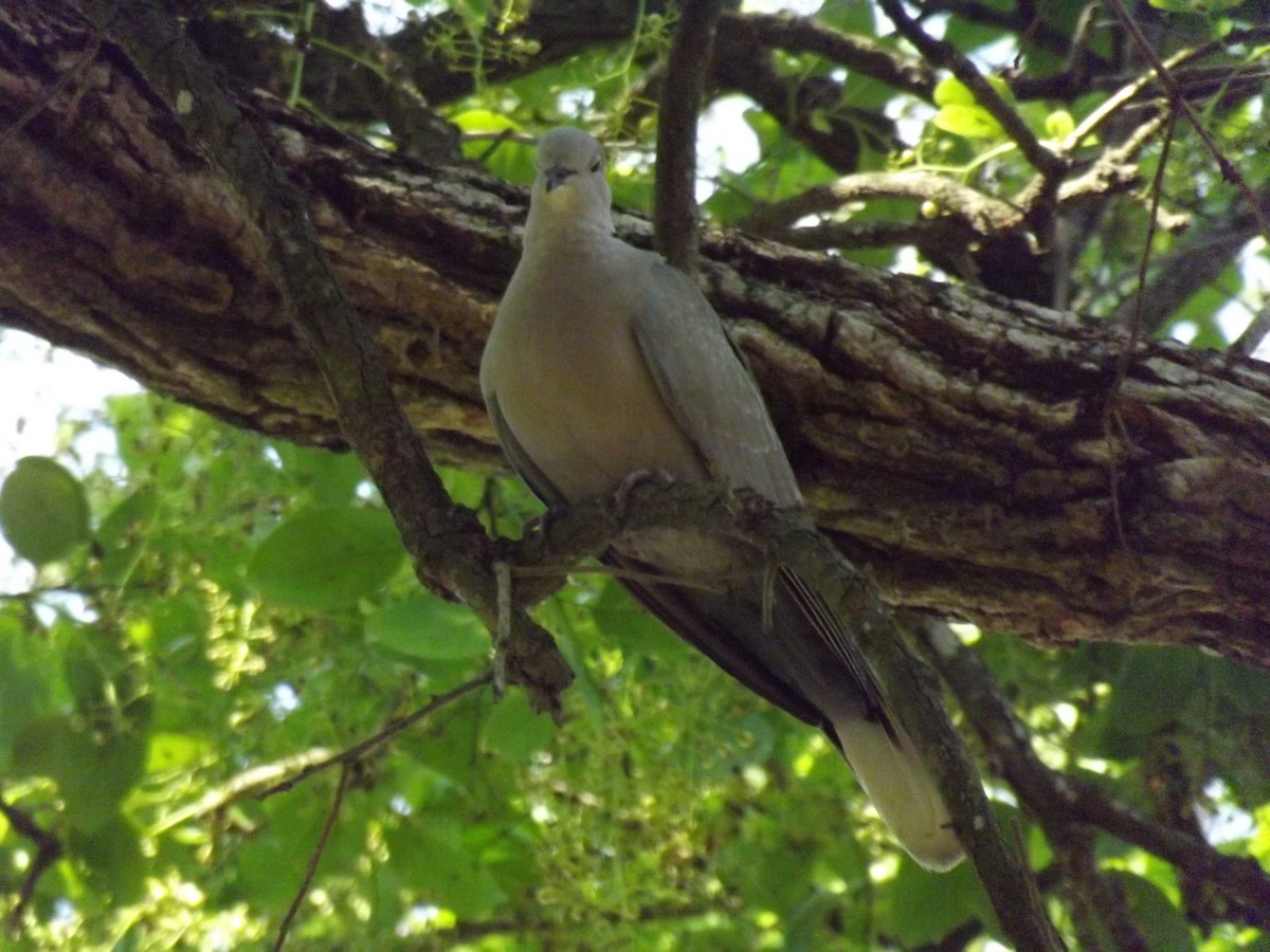 Eurasian Collared-Dove - Gustavo González