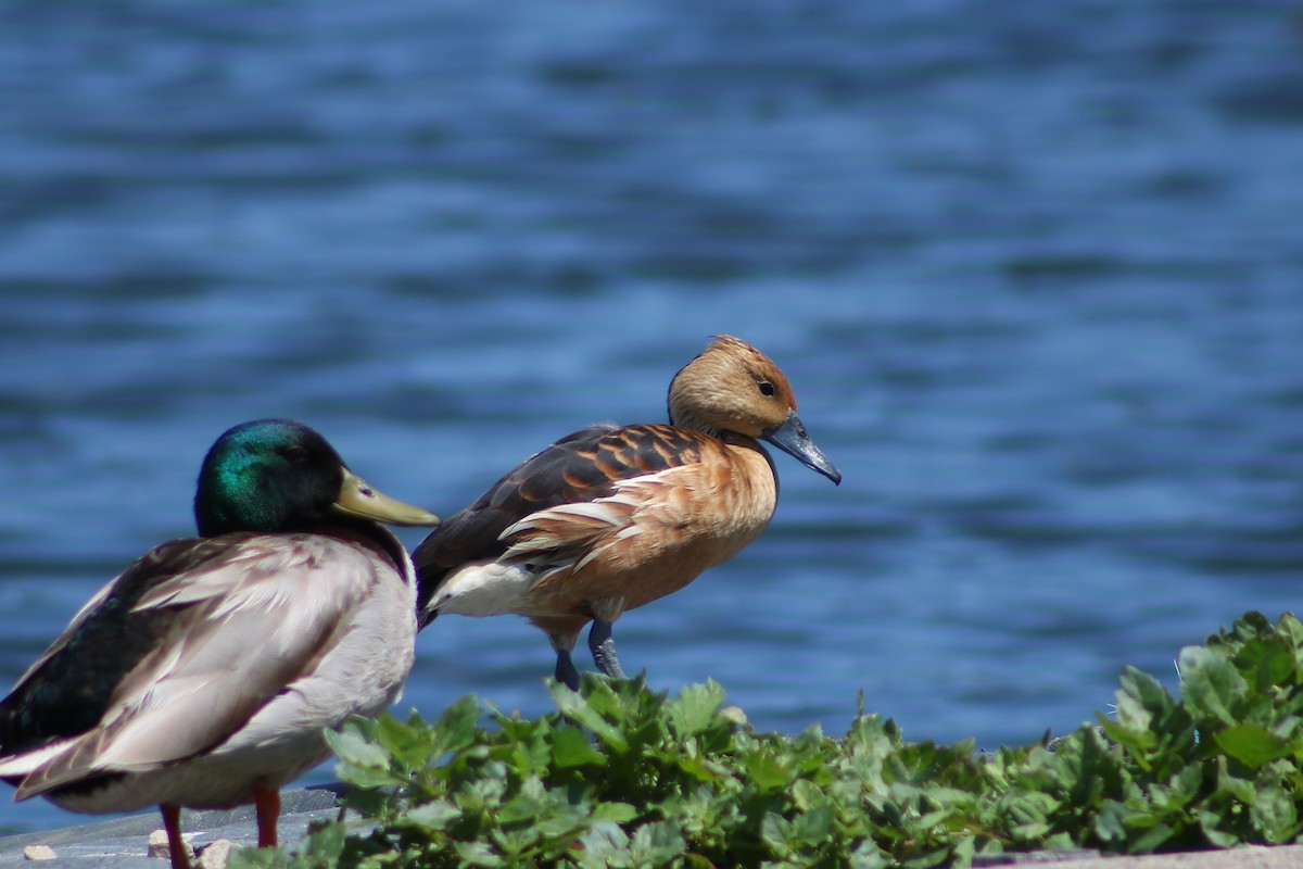 Fulvous Whistling-Duck - ML99878941
