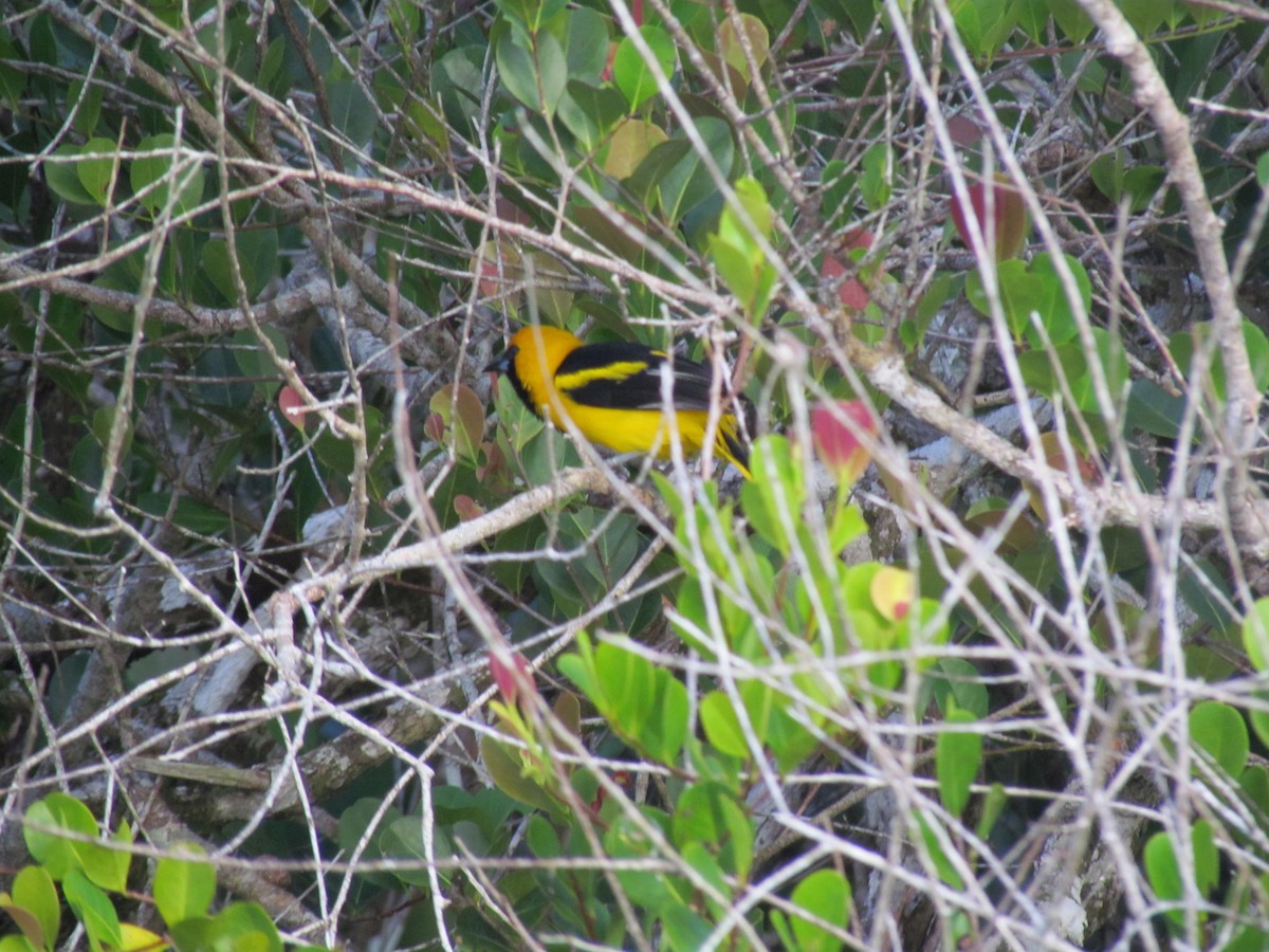 Yellow-tailed Oriole - ML99880811