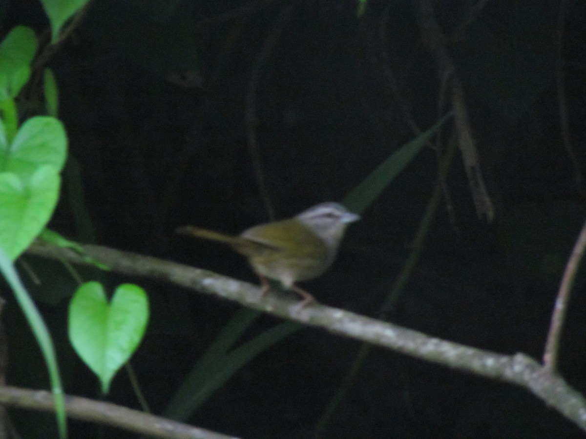 Green-backed Sparrow - ML99881991