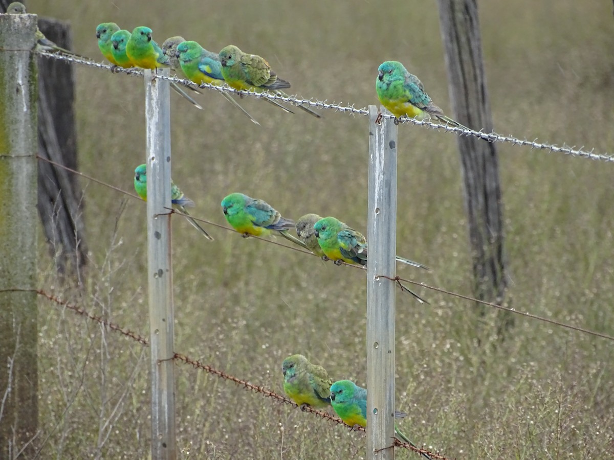Red-rumped Parrot - Richard Murray
