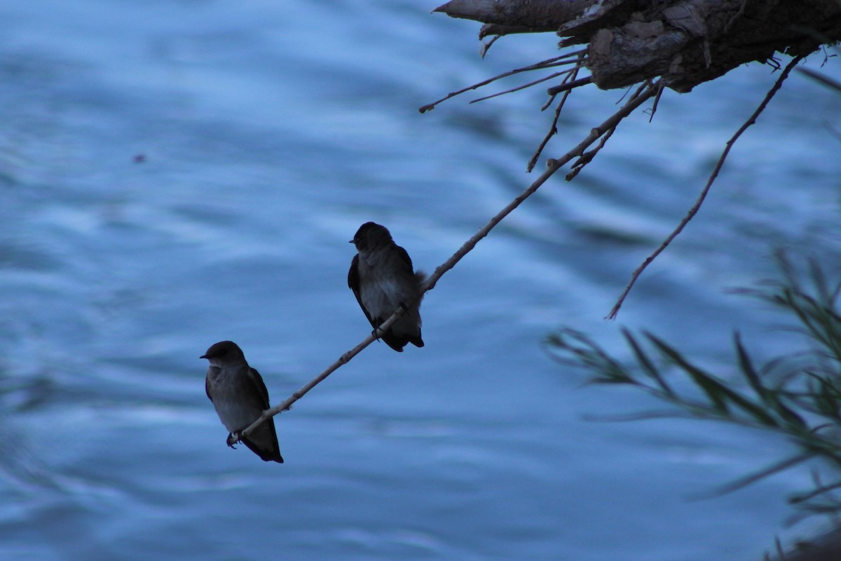Northern Rough-winged Swallow - ML99887061