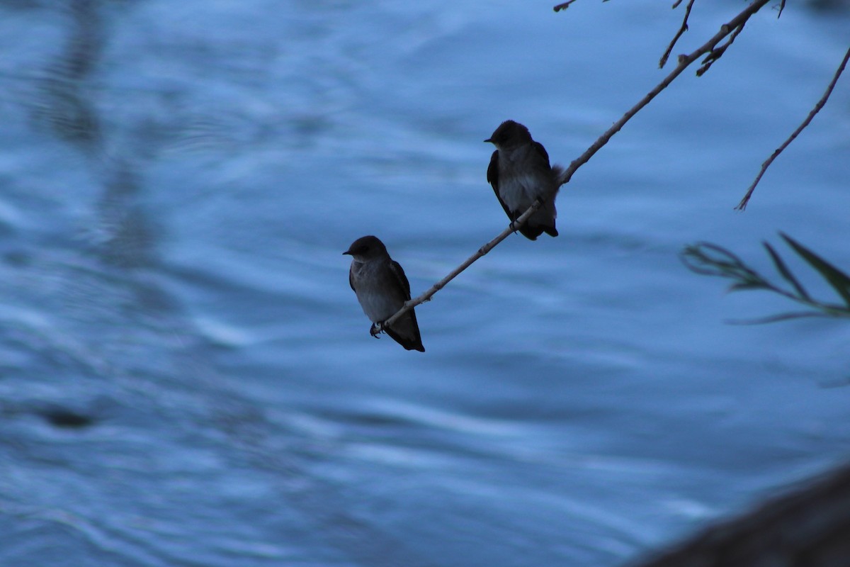Northern Rough-winged Swallow - ML99887071