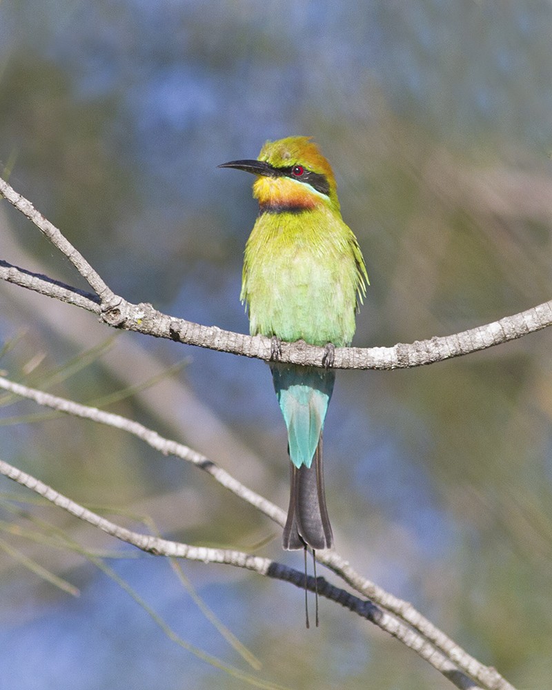 Rainbow Bee-eater - Stephen Murray