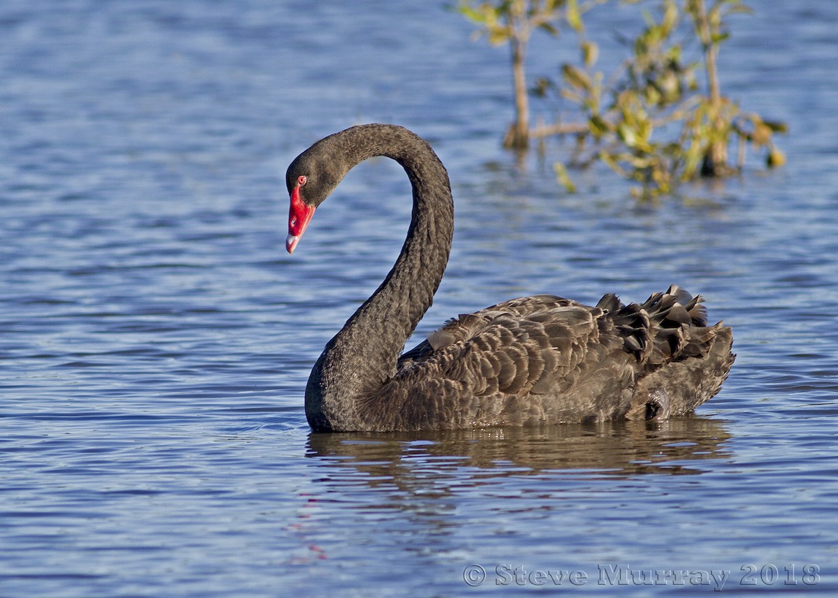 Black Swan - Stephen Murray