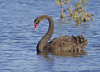 Black Swan, ML99890331