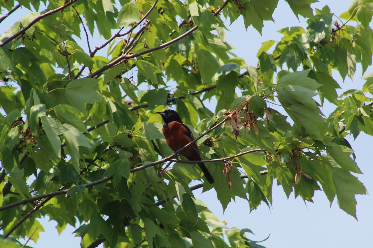 Orchard Oriole - ML99890391