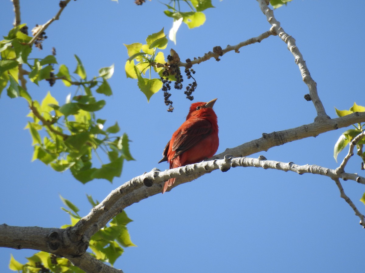 Summer Tanager - Jesse Ray