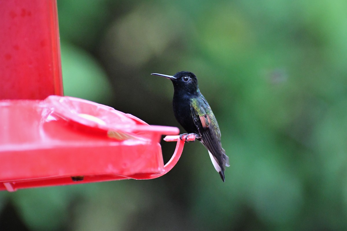 Black-bellied Hummingbird - David W Foster