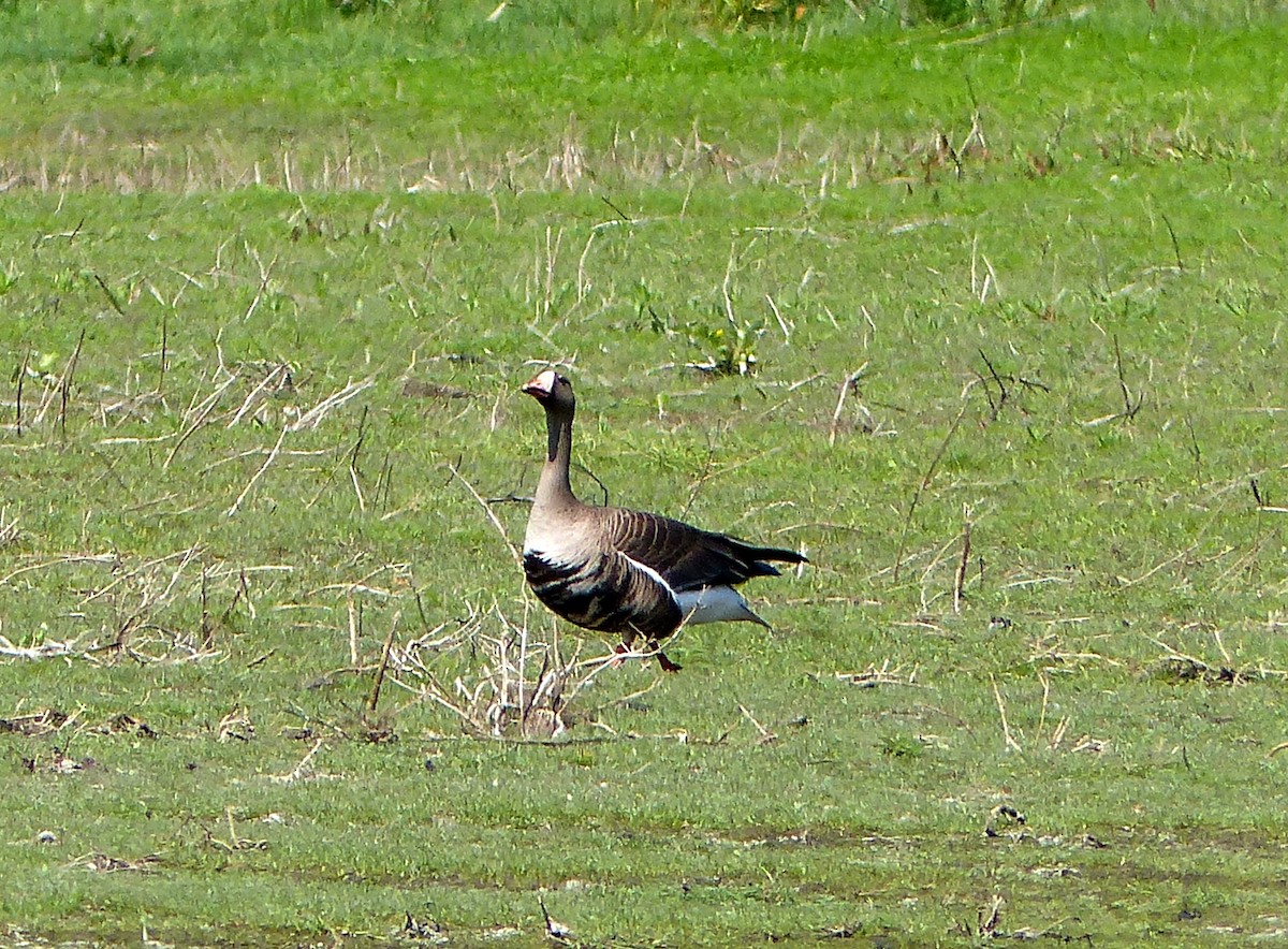Greater White-fronted Goose - ML99895471
