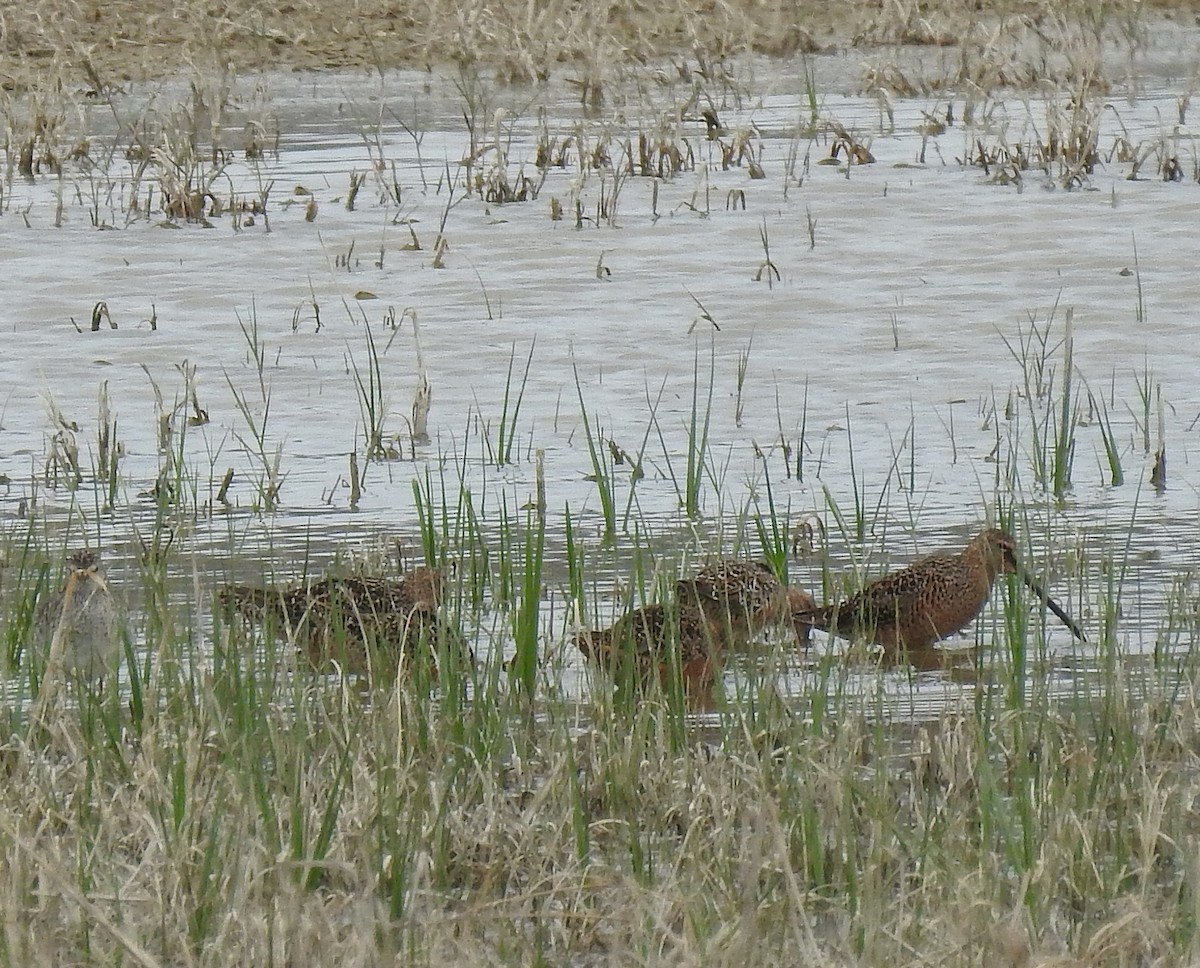 Long-billed Dowitcher - ML99900231