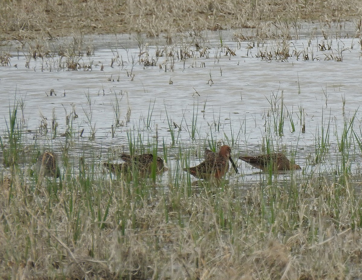 Long-billed Dowitcher - ML99900251