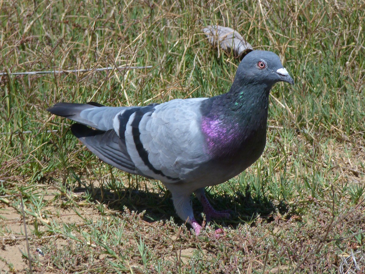 Rock Pigeon (Feral Pigeon) - ML99900801
