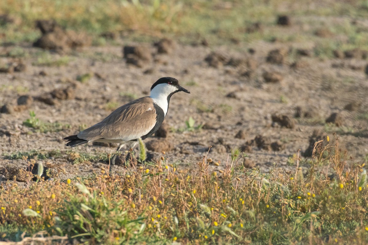 Spur-winged Lapwing - ML99902251