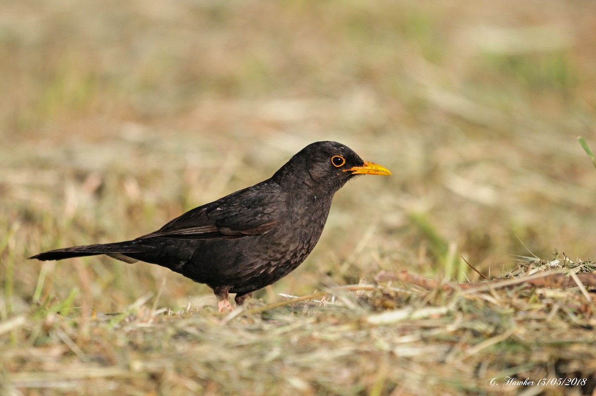 Eurasian Blackbird - Carl  Hawker