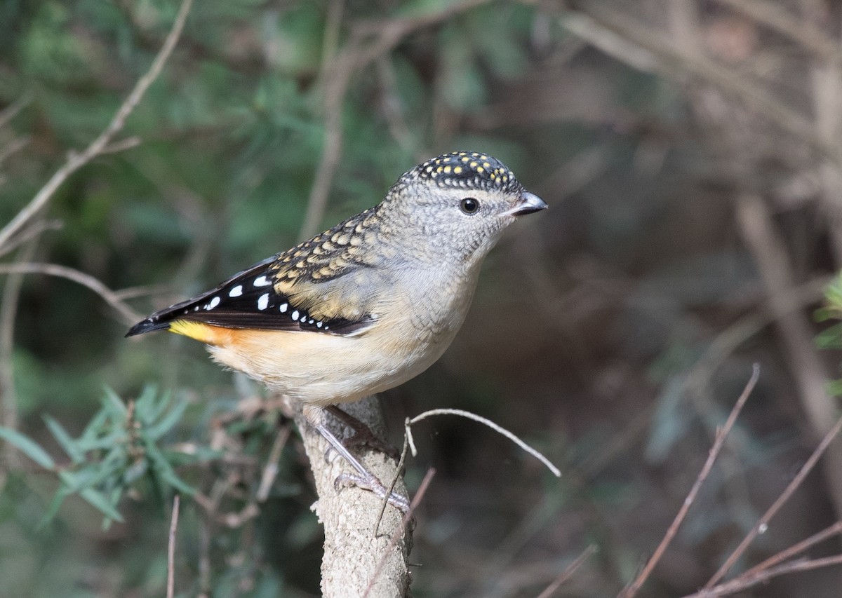 Spotted Pardalote - ML99905491