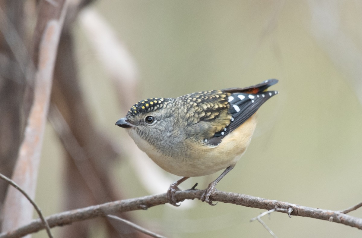 Spotted Pardalote - ML99905531