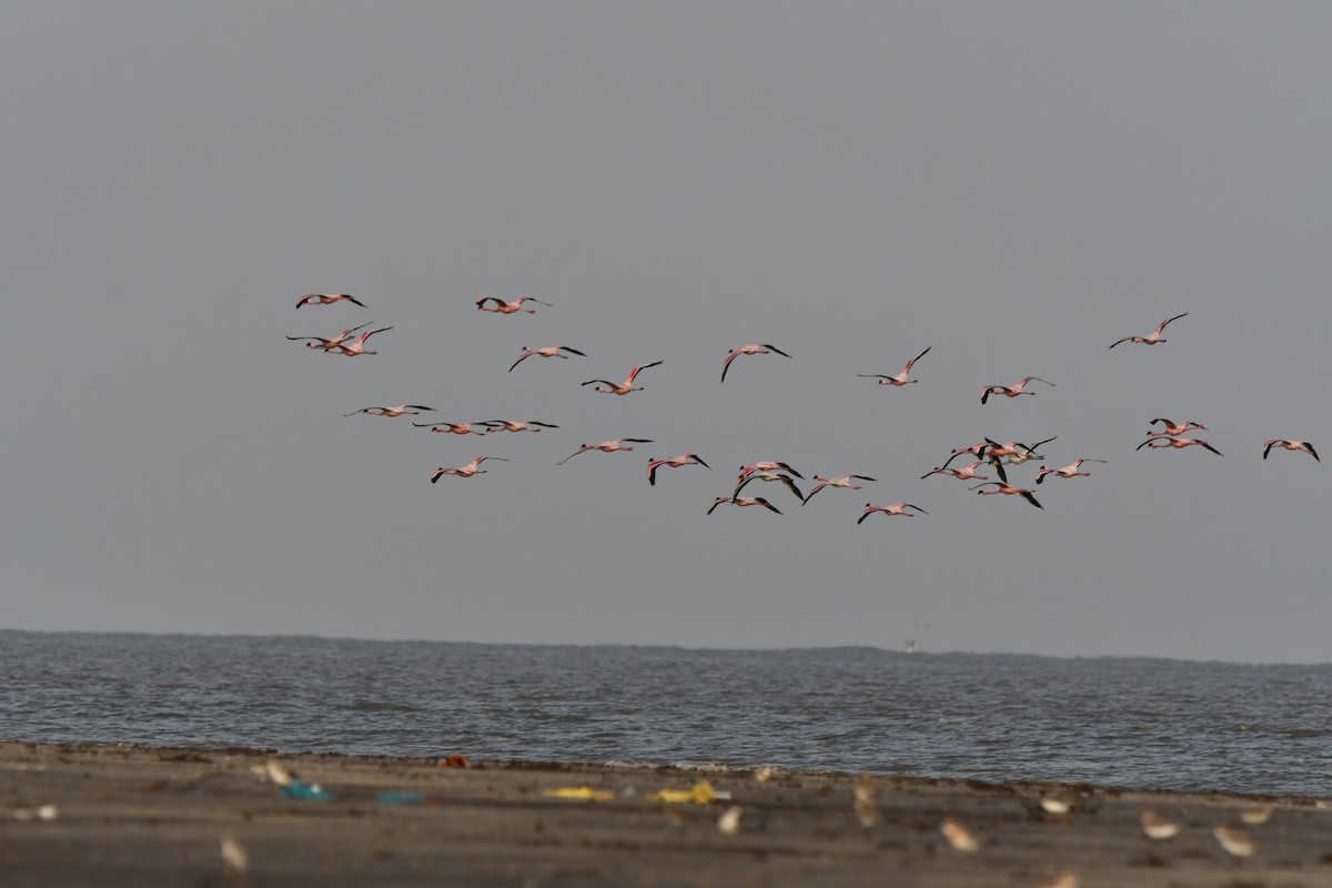 Lesser Flamingo - Bimal Modi