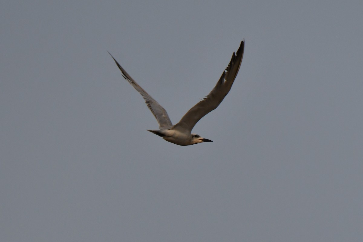 Gull-billed Tern - ML99905971
