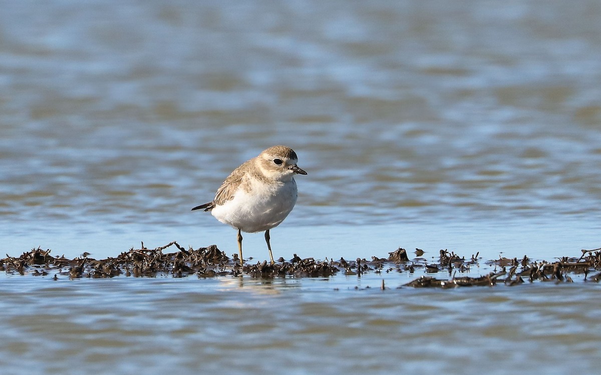 Double-banded Plover - Ged Tranter