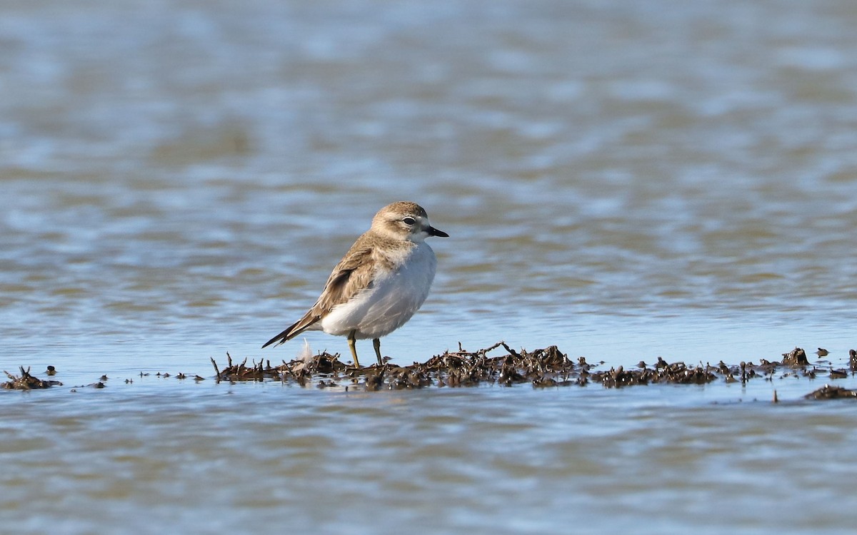 Double-banded Plover - ML99912331