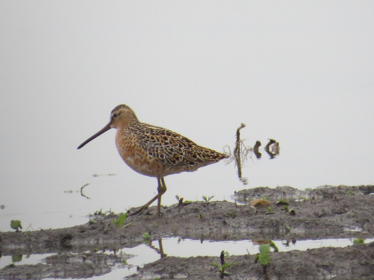 Short-billed Dowitcher - Emily Tornga