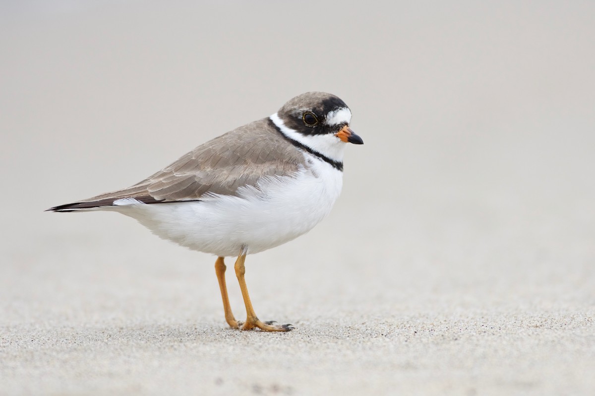 Semipalmated Plover - ML99915191