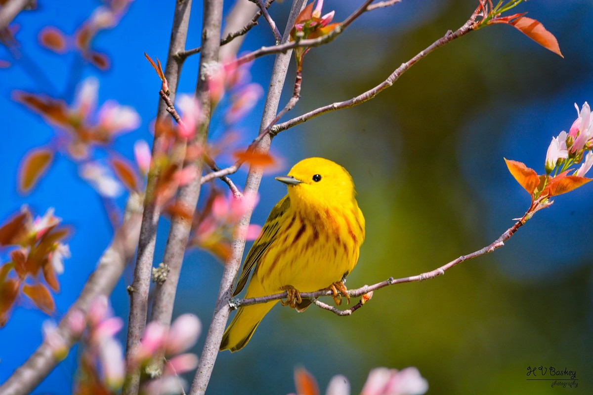Yellow Warbler (Northern) - Heather Baskey