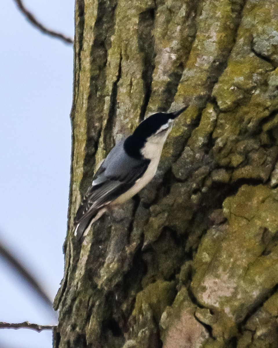 White-breasted Nuthatch - ML99917241