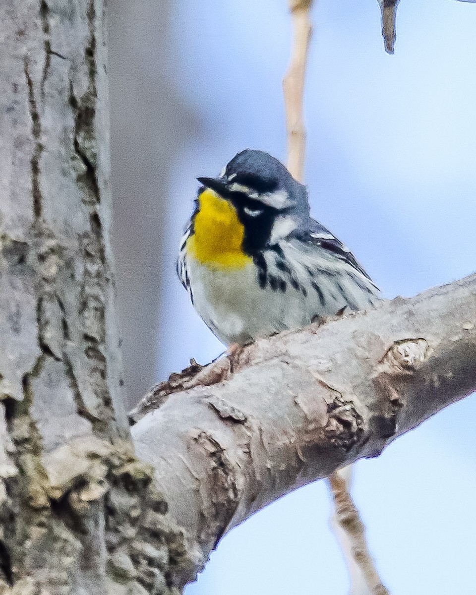 Yellow-throated Warbler - ML99917461
