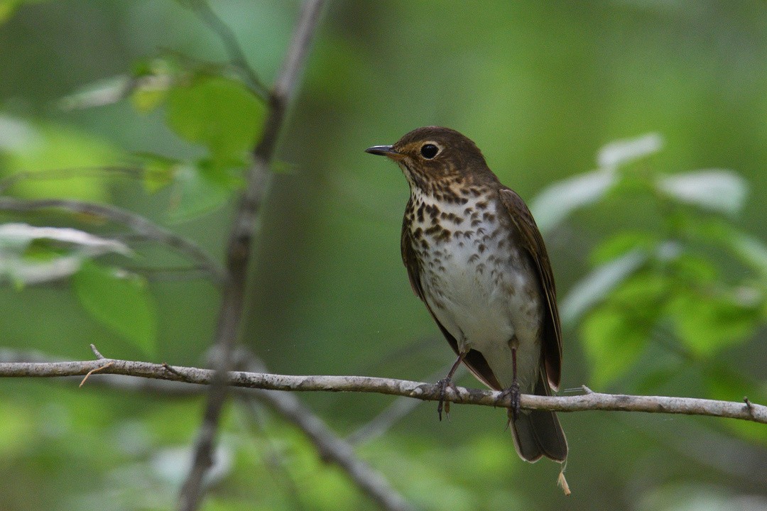 Swainson's Thrush (Olive-backed) - Vern Wilkins 🦉