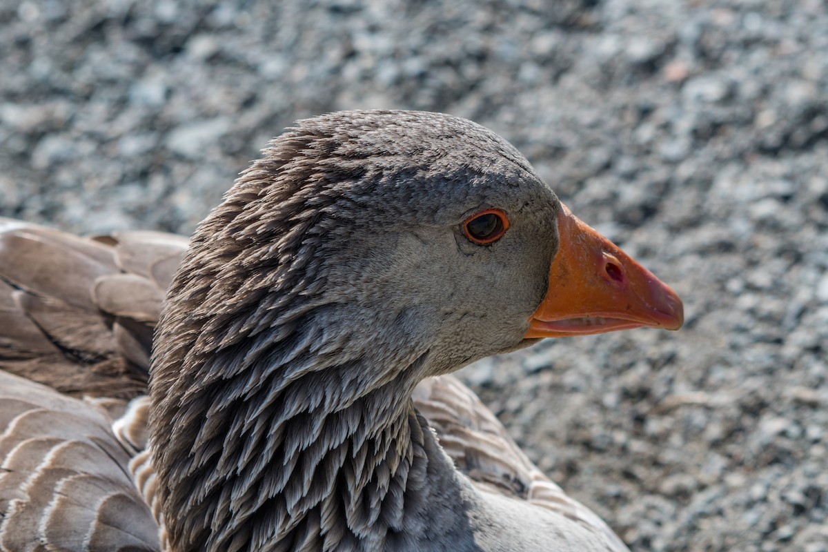 Graylag Goose (Domestic type) - ML99920841