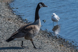 Canada Goose, ML99920891