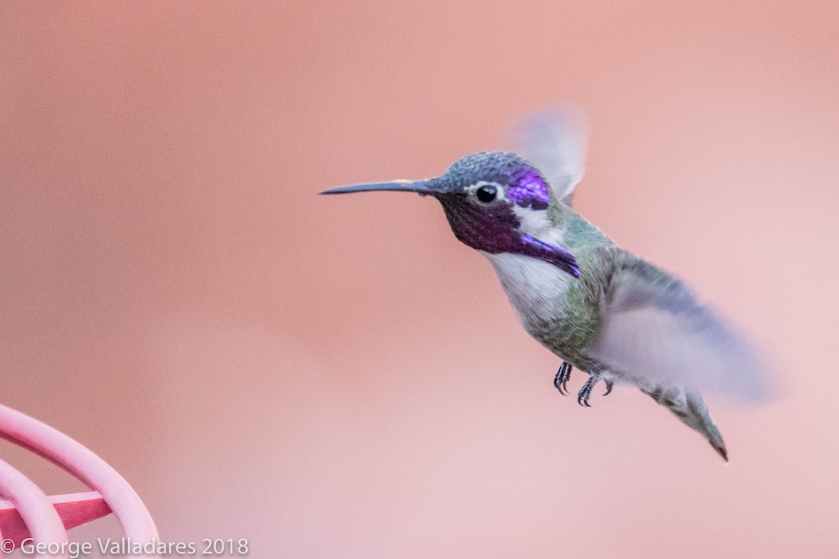 Costa's Hummingbird - George Valladares