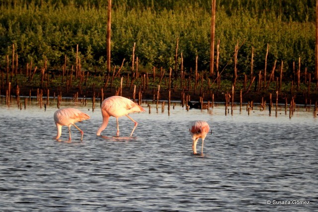 Chilean Flamingo - Susana Gómez