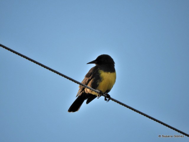 Brown-and-yellow Marshbird - ML99922961